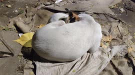 Stray cat and dog huddle together to beat the cold in India's Mumbai
