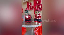 Pet cats wear red and gold outfits to mark Chinese New Year