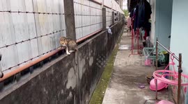 Stray cat pierced by rusty barbed wires rescued in Thailand