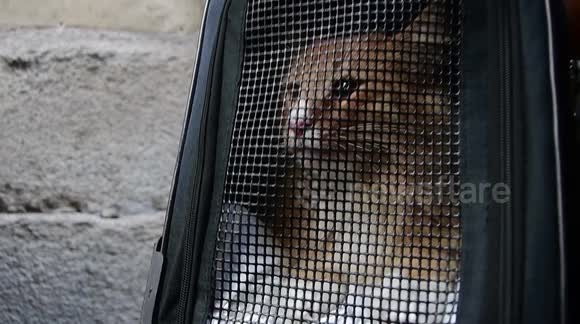 Priests bless pets during Spanish festival celebrating patron saint of animals
