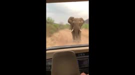 Angry bull elephant chases safari jeep forcing them to reverse at speed