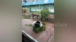 'Kung fu panda' delights zoo visitors by rolling around enclosure