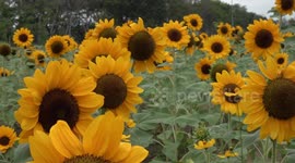 Tourists take selfies among fully-bloomed giant sunflowers at park in Thailand