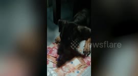 Possessive pet dog snaps at owner's hand while protecting pile of cash
