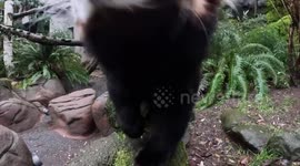 Elderly red panda enjoys an adorable ‘snack quest’ at his home in Oregon zoo
