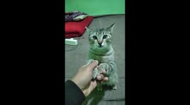 the video was taken in 2023 in the city of Bukittinggi showing the resigned face of a very cute cat.  and by enjoying the dance that is shaken by the owner so that the innocent face of the cat is seen.