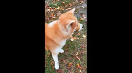 Eco-friendly dog knows exactly where to put bags of rubbish