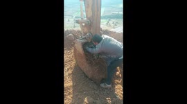 Worker frees rabbit after digging it out of construction site in China