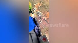 Tiger dies after being mauled by lions at wildlife park in China