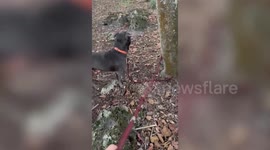 New Video: Woman thought dog was disobedient - but discovered it was actually SPANISH