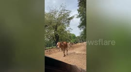 Panicked tourist throws vegetables at cow as it poked its head inside car