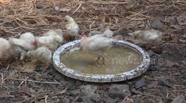 Cute little chickens with unusual hairstyles having lunch on a small cafe farm in Thailand.