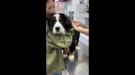 A cute Bernese Mountain Dog is scared to be vaccinated.