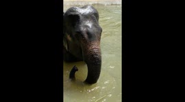 Cute footage shows baby elephant playing in pool