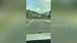 Hilarious moment driver discovers that monkey lying on road is NOT hurt