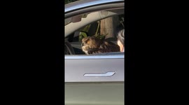 LA woman drives around town with Eurasian eagle-owl sitting in lap