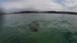 Two kayaking tourists met a curious sea lion and make a video with a GoPro