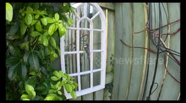 Cute bluebird sees his reflection in a garden mirror and won't leave it alone
