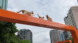It's Lunar New Year in Vietnam where people are preparing to celebrate the Year of the Cat