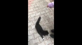 Oyun oynayan sevimli kediler