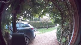 Clever moggy learns how to use a video doorbell to get let in by his owner