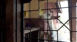 Goats eat banana peels from the door grille