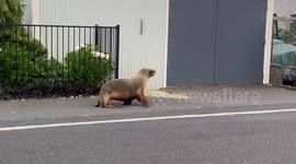 Wild sea lion seen walking on streets of New Zealand