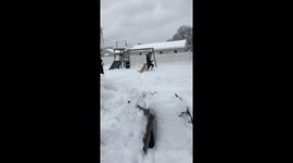 Human vs dog in a snow race…dog wins