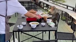 Furry customer eats leftover lunch at restaurant in Thailand
