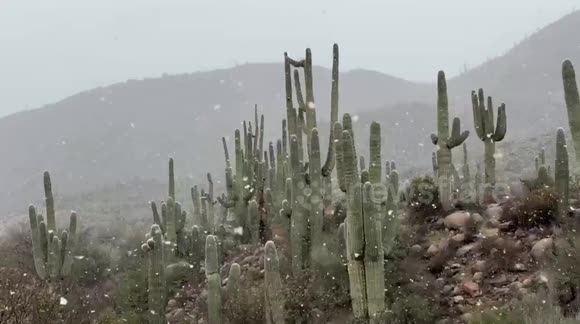 Phoenix slammed with rare snow in the desert