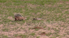 Brave squirrel dodges multiple snake attacks to chase it away from babies