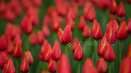 2023 Lunar New Year Tulip Exhibition Held In Nanning, China