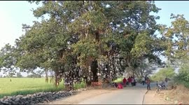 Tree o'clock: Unique north Indian tree gets lots of watches to make wishes come true