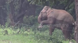 Clever elephants climb over electric fence in Sri Lanka