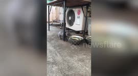 Clumsy puppy's head stuck between water bowl and table leg before freeing himself