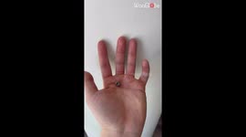 Reptile breeder uses gift of transition to show the life cycle of a Satanic Leaf-Tailed Gecko