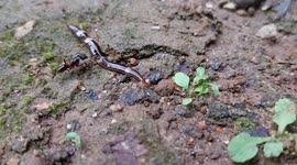 Newly divided hammerhead worm attracting the attention of ants was filmed in full HD and on a tripod #1