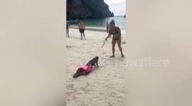 Monkey attacks tourist after stealing her bag on beach in Thailand