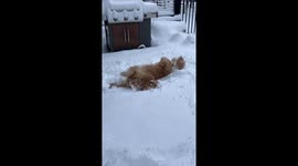 Adorable Golden Retriever takes a break from playing to relish fresh snow
