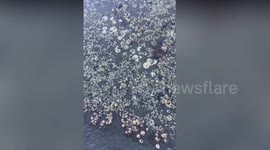 Mesmerizing footage shows barnacles mass feast on Canadian coast