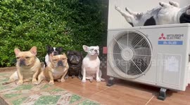 Six adorable French Bulldogs cool off together outside their home in Thailand