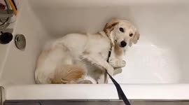 Ukrainian dog has been left so traumatised by the war that it is constantly terrified of cars and fireworks