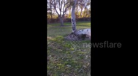 Santa Ana winds knock down trees and power lines in Southern California, US