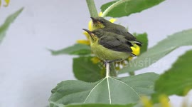 Adorable baby spider hunter birds in my sunflower garden, during a gentle breeze.