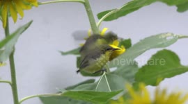 Adorable baby spider hunter birds in my sunflower garden that have just emerged from a nest in a wind chime on my porch.