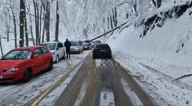A man miraculously survived after a 7-tonne tree fell on his moving car