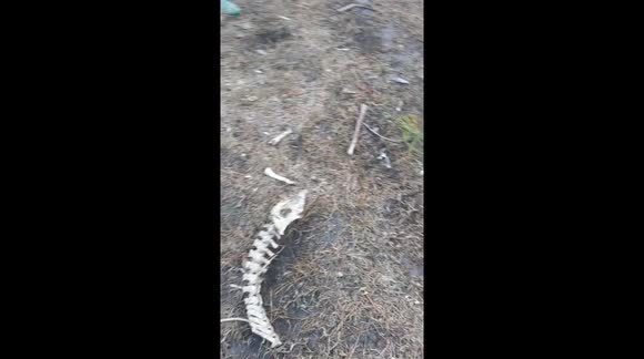 Possible Bobcat Den. Bones Everywhere Really Creepy
