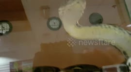 Rericulated Python Snake which are the longest snake species in the world