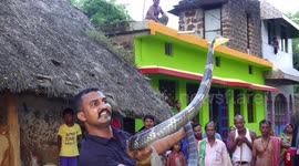 Brave Indian snake rescuer catches 10-feet-long king cobra in Nagar district