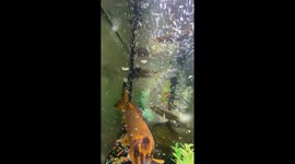 My  funny Alaskan Malamutes stick around our fish tank asking for fish food when I feed our fish